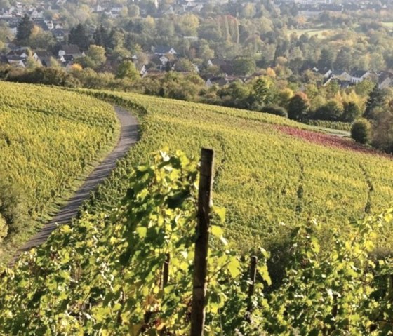 Weinberge, © Tourist-Information Wittlich Stadt & Land