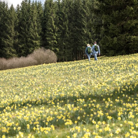 Wandern in den Narzwissenwiesen, © Eifel Tourismus GmbH - Dominik Ketz