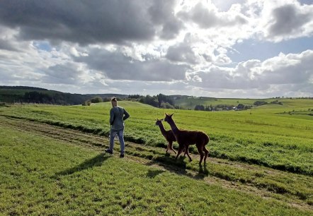 Alpaka-Spaziergang, © Dirk Laures