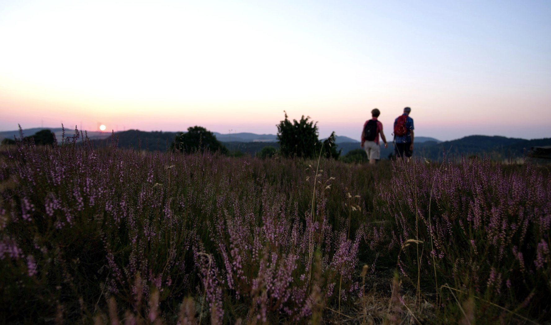 Wanderer, die durch lila blühende Heide gehen