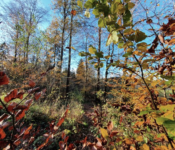 Wald1, © Tourist-Information Prümer Land