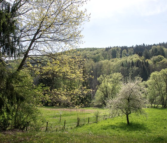 Unterwegs im Mühlenwald -  Schlossroute, © TI Bitburger Land