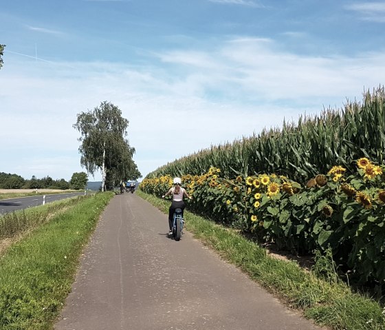 Sonnenblumen entlang des Eifel-Pilger-Radwegs, © Tourist-Information-Wittlich-Stadt-Land