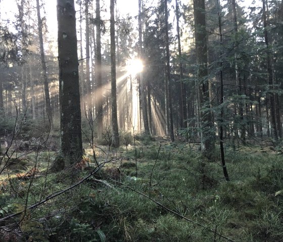 Wald vor unsere Haustür, © @hotel-schroeder.be