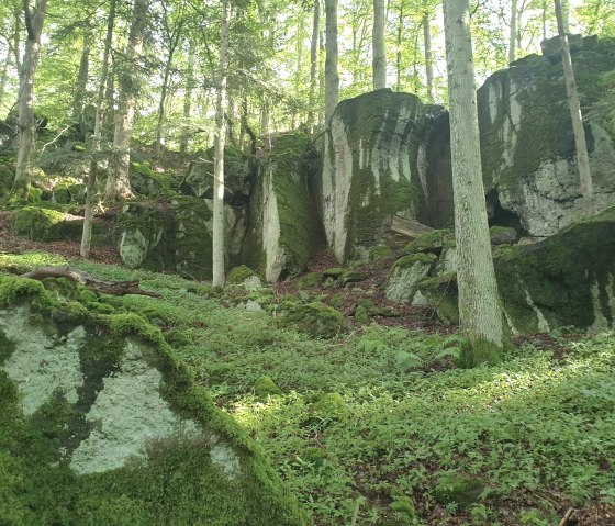 Eifel-Ur-wald, © Martin Schenk