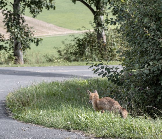 Fuchsbegegnung, Eifelspur Sonne, Mond und Sterne, © Nordeifel Tourismus