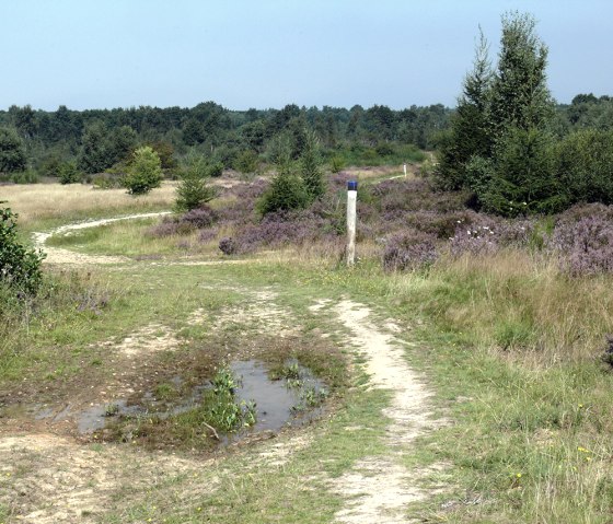 Blühende Heide