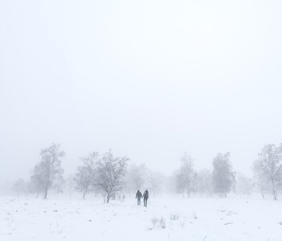 Mystische Stimmung in der Struffelt Heide, © Eifel Tourismus GmbH, D. Ketz