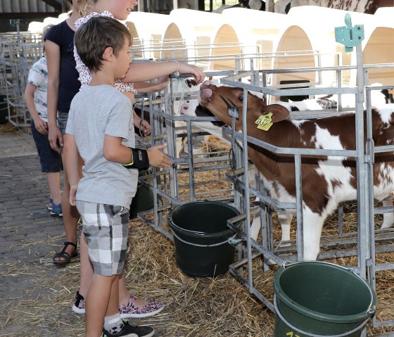 Kinder beim Kälber füttern