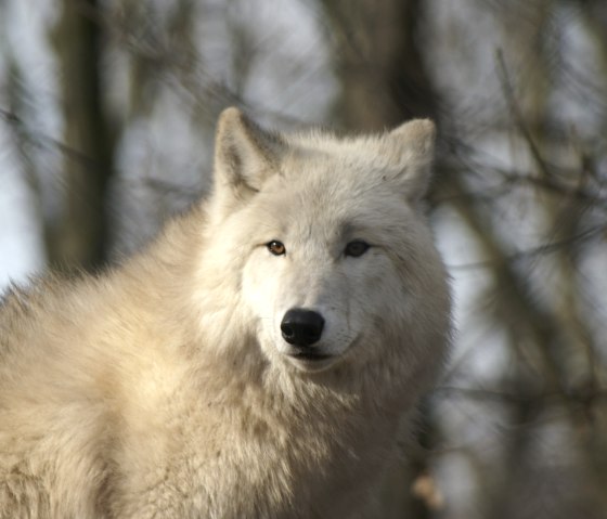 wolf, © ma.ho