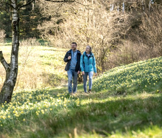 Wandern zu den Narzissen der Eifel, © Städteregion Aachen, Dominik Ketz