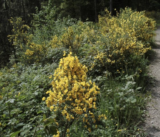 Ginsterblüte