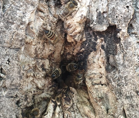 Wild lebendes Bienenvolk, © Martin Schenk