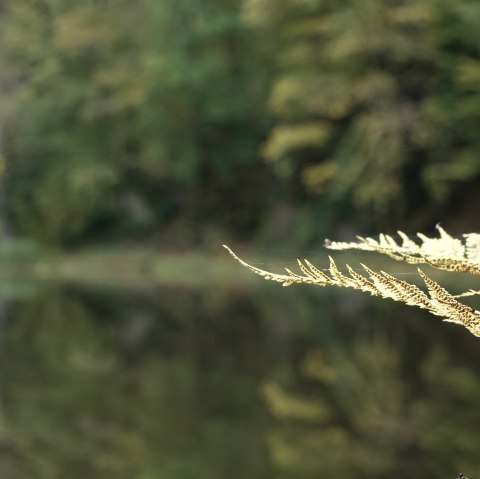 Burgweiher Manderscheid, © GesundLand Vulkaneifel GmbH