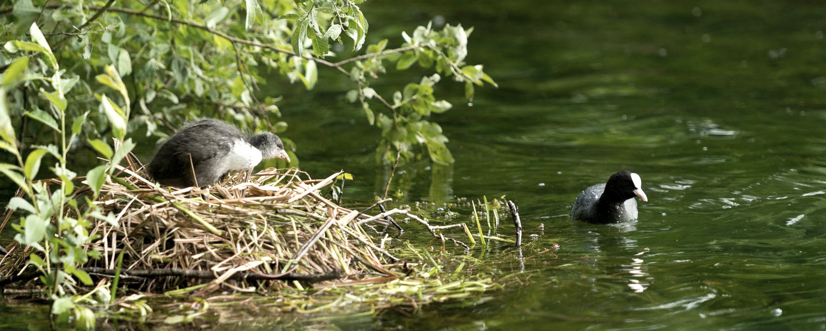 AhrSteig Nistplatz am Freilinger See, © Ahrtaltourismus e.V.