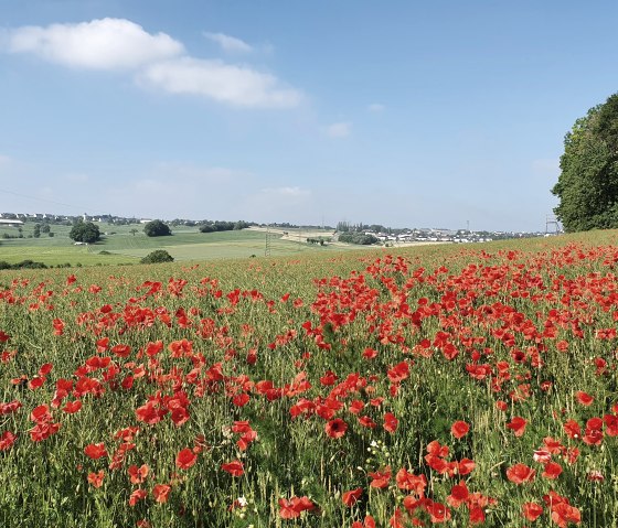 Mohnblumenfeld entlang der Stadt-Land-Fluss-Tour, © Tourist Information Bitburger Land