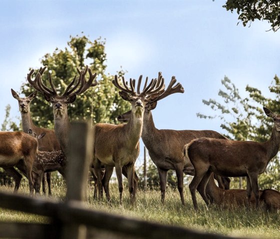 Tierpark, © Natur- und Wohlfühlhotel Kastenholz