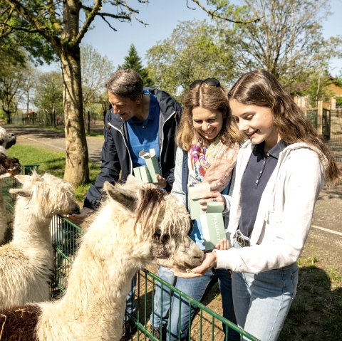 Lamas füttern, © Eifel Tourismus GmbH, Dominik Ketz