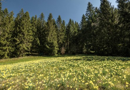 Narzissenwiese, © Eifel Tourismus GmbH, Dominik Ketz