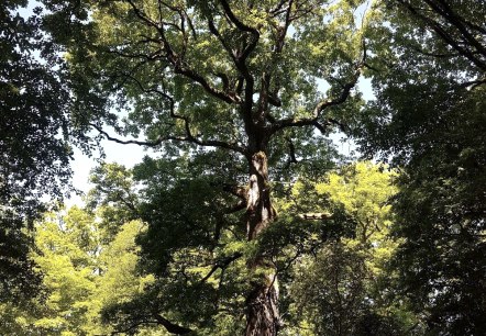 Beeindruckendes Naturdenkmal, © Tourist-Information Wittlich Stadt & Land