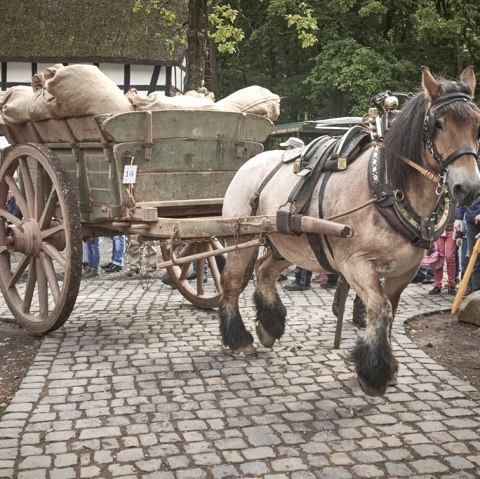 Ross Foto LVR, © LVR-Freilichtmuseum