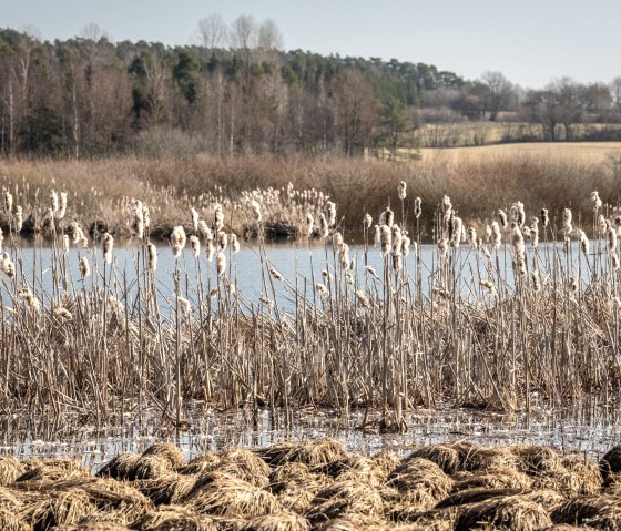 Gräser am Jungferweiher Ulmen, © Eifel Tourismus GmbH, D. Ketz