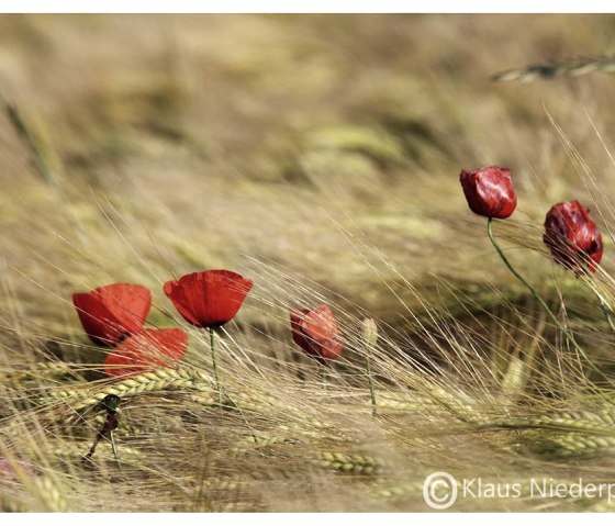 Kornfeld mit Mohn, © Klaus Niederprüm - klaus.niederpruem@online.de