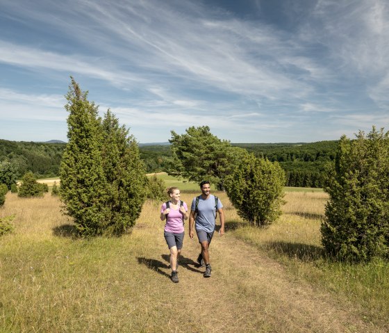 EifelSpur Toskana der Eifel, Wacholder begleitet die Wanderer, © Eifel Tourismus GmbH, Dominik Ketz