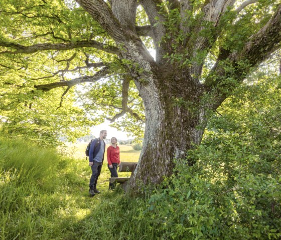 Wandern auf der Lieserpfad Etappe 1, in der Nähe von Neichen, © Eifel Tourismus GmbH, AR-shapefruit AG