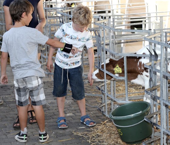 Kinder beim Kälber füttern