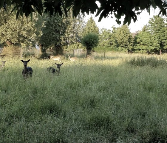 Rehe in der Umgebung