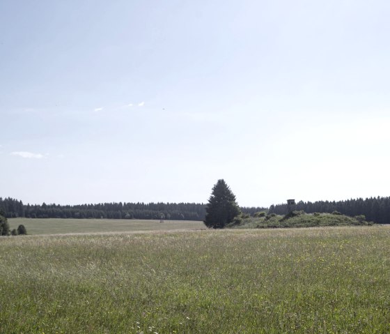 Blick über Wiesen - Eifelspur Westwall, © Nordeifel Tourismus GmbH