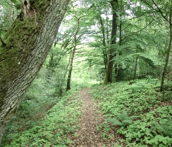 2 Bäche-Pfad: Wanderung hinab zum Sammetbach, © Eifel Tourismus GmbH