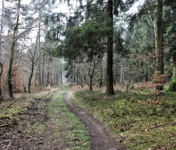 Durch die Wälder