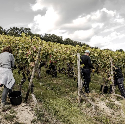 Herbst im Ahrtal, © 2021-Ahrwein-Burggarten-Weinlese@Max-Harrus-7037