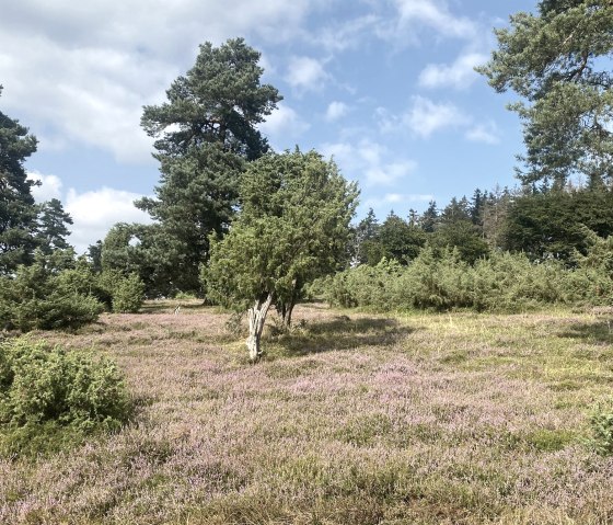 Wacholderheide, © Marcus Hüsgen