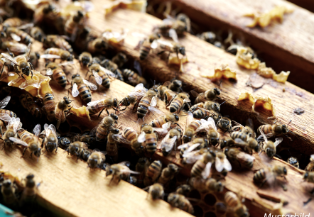 Bienen Imkerei Musterbild, © Canva