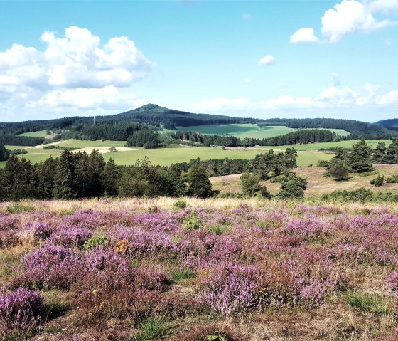 Heidelandschaft in der Eifel, © Pannhausen