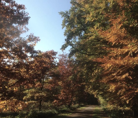 Indian Summer, © kph &  Nordeifel Tourismus GmbH