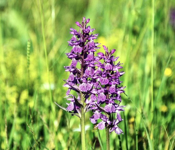 Orchidées sauvages, © Pixabay