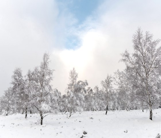 Struffelt Heide mit Schnee, © Eifel Tourismus GmbH, D. Ketz