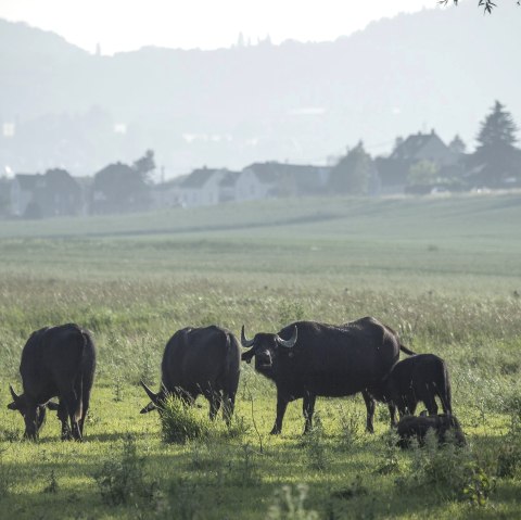 Thürer Wiesen, © Kappest/Vulkanregion Laacher See