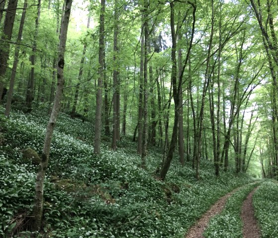 Auf den Wegen in der Schönecker Schweiz, © Eifel Tourismus GmbH