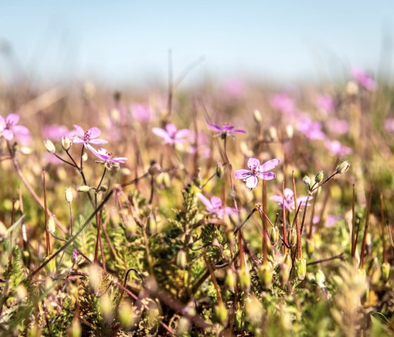 Natuur op het Meerfelder Maar, © GesundLand Vulkaneifel