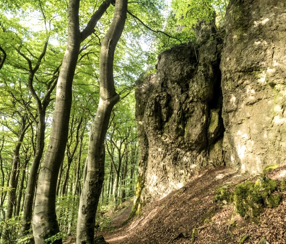 Buchenwald und Felswände, © Eifel Tourismus, Dominik Ketz