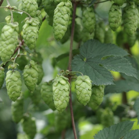 Hopfen, © Felsenland Südeifel Tourismus Gmbh, Peter Weber