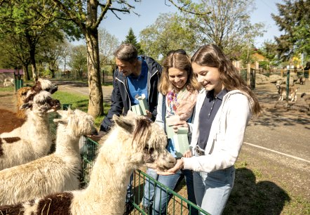 Lamas füttern, © Eifel Tourismus GmbH, Dominik Ketz