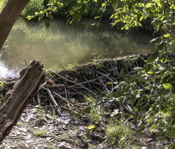 Biberdamm am Wildpark Schmidt, © Eifel Tourismus GmbH_ Vollmer