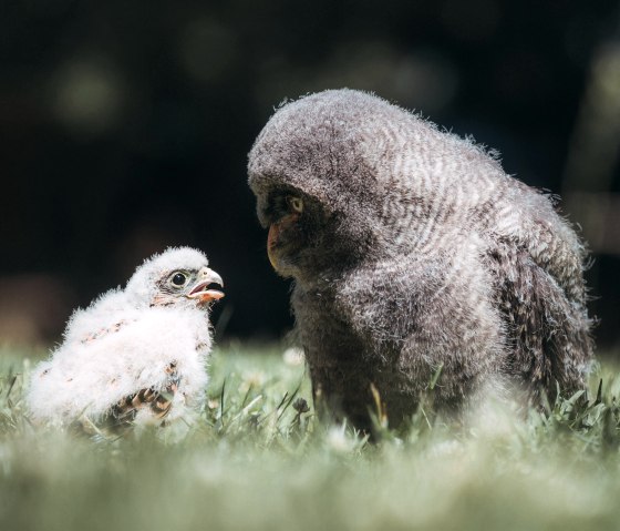 Adler- und Eulenküken, Greifvogelstation Hellentha, © Johannes Höhn