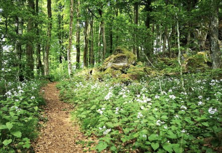 Mondviolen am Ernstberg